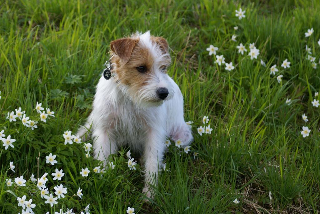 A jack russell sitting on the grass.