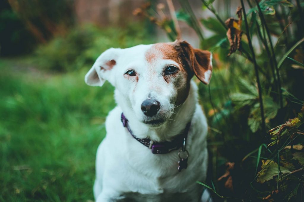 A jack russell on the lawn.