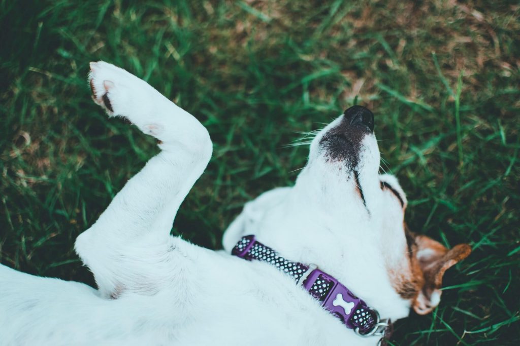 Jack russell lying on grass